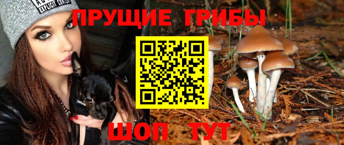 Галлюциногенные грибы GOLDEN TEACHER Фрязино