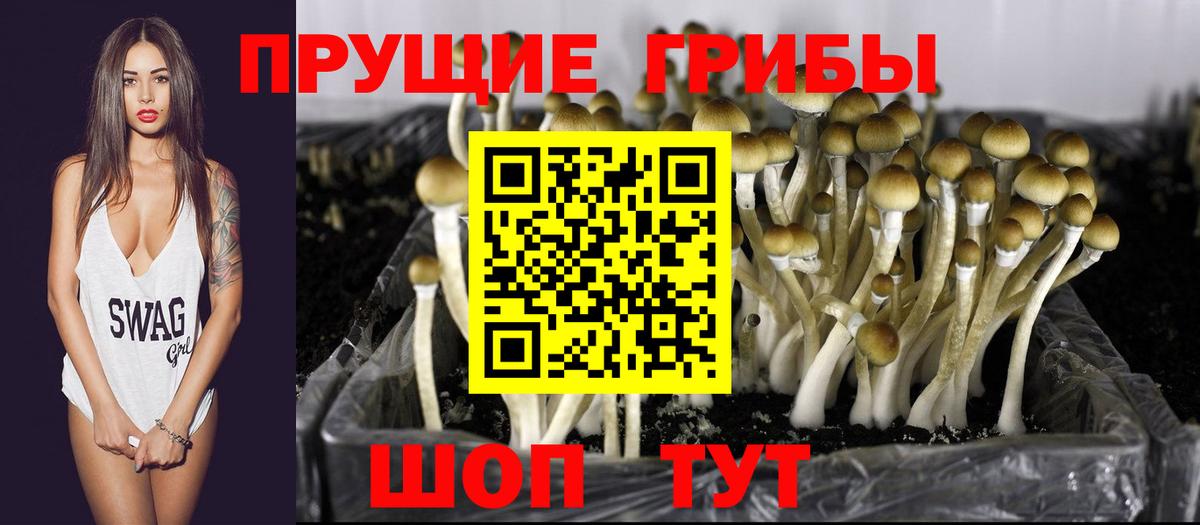 Галлюциногенные грибы Cubensis  Вход с VPN  Галлюциногенные грибы прущие грибы  Фрязино 